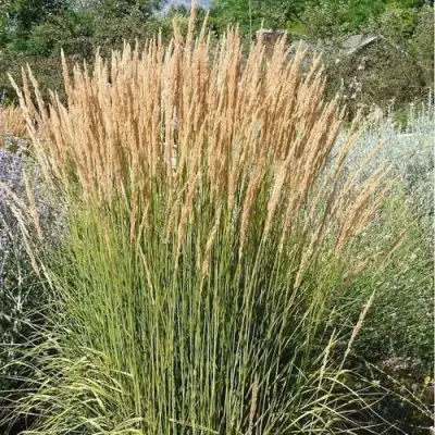 Вейник АВАЛАНШ остроцветковый в Лиде