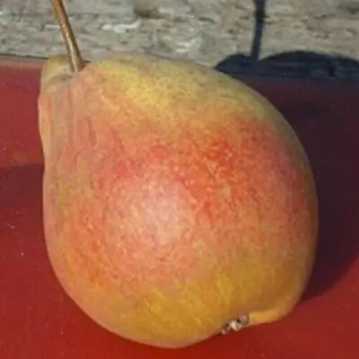 Груша ТАТЬЯНА в Лиде