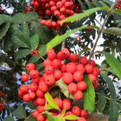 Рябина НЕВЕЖИНСКАЯ сладкоплодная в Лиде