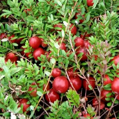 Клюква СТИВЕНС в Лиде