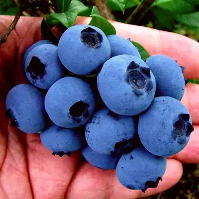 Голубика РЕКА в Лиде