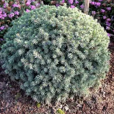 Ель ЭХИНИФОРМИС сизая в Лиде