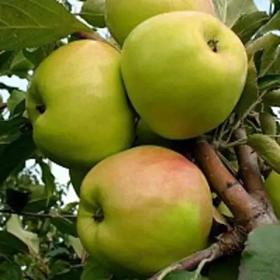 Яблоня БРАТ ЧУДНОГО стелющаяся в Лиде