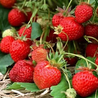 Клубника САН АНДРЕАС ремонтантная в Лиде