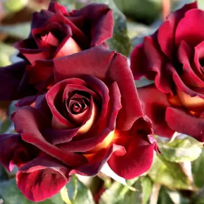 Роза ЭДДИ МИТЧЕЛЛ чайно-гибридная в Лиде