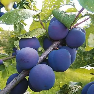 Слива КРОМАНЬ в Лиде