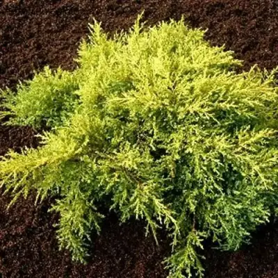 Можжевельник МОРДИГАН ГОЛД средний в Лиде
