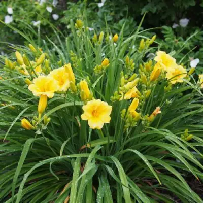 Лилейник СТЕЛЛА ДЕ ОРО гибридный в Лиде