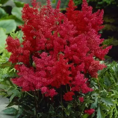 Астильба ГРАНАТ Арендса в Лиде