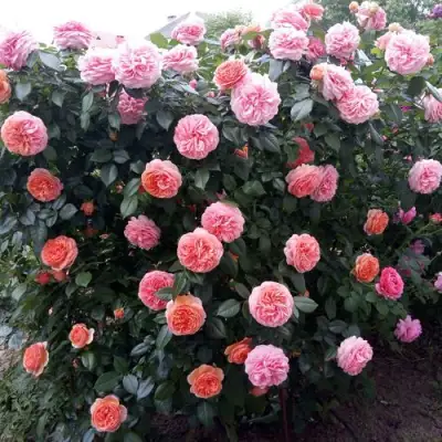 Роза ЧИППЕНДЕЙЛ чайно-гибридная в Лиде