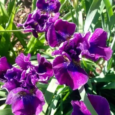 Ирис БАНДЛ ОВ ДЖОЙ сибирский в Лиде