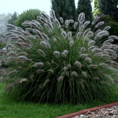 Пеннисетум ЛЕДИ Ю в Лиде