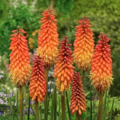 Книфофия АЛЬКАЗАР гибридная в Лиде