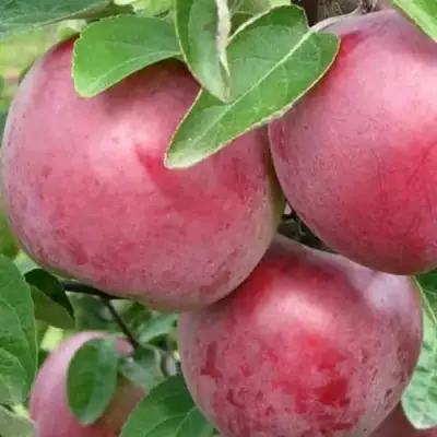 Яблоня АЛЕСЯ в Лиде