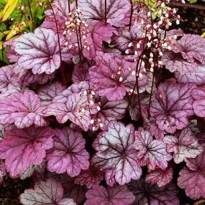 Гейхера ШУГА ФРОСТИНГ в Лиде