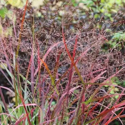 Просо РЕБРАУН прутьевидное в Лиде