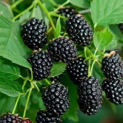 Ежевика ЛОХТЕЙ бесшипная в Лиде