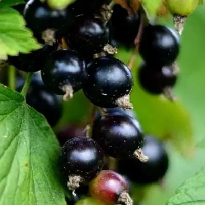 Смородина чёрная КАТЮША в Лиде