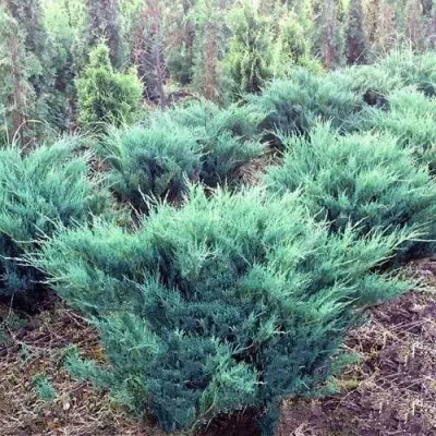 Можжевельник БЛЮ ДАНУБ казацкий  в Лиде