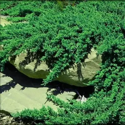 Можжевельник НАНА лежачий в Лиде