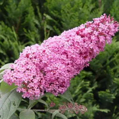 Буддлея давида ПИНК ДЕЛАЙТ в Лиде