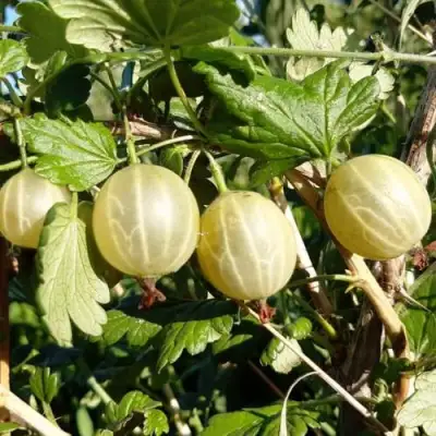 Крыжовник БЕЛОРУCСКИЙ САХАРНЫЙ 2 в Лиде