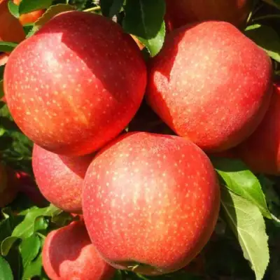 Яблоня ГАЛА ШНИГА в Лиде