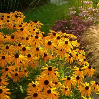 Рудбекия ГОЛДШТУРМ блестящая в Лиде