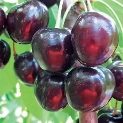 Черешня ЛЮБИМИЦА АСТАХОВА в Лиде