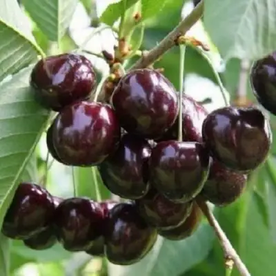 Черешня ЛЕНИНГРАДСКАЯ ЧЁРНАЯ в Лиде