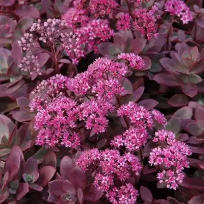 Очиток (седум) САНСПАРКЛЕР ФАЙЕРКРЕКЕР в Лиде