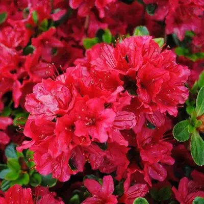 Азалия ХИНО КРИМСОН японская в Лиде