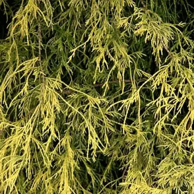 Кипарисовик ФИЛИФЕРА АУРЕА горохоплодный в Лиде