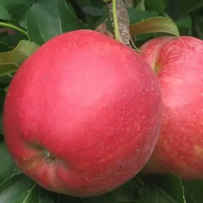 Яблоня РУБИН в Лиде