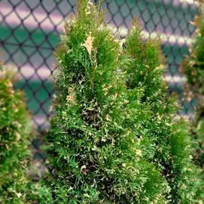 Туя СМАРАГД ВАРИЕГАТА западная в Лиде