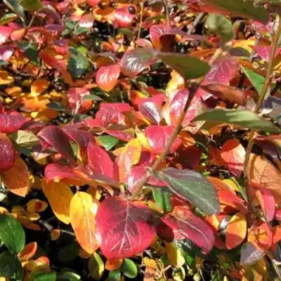 Кизильник блестящий в Лиде