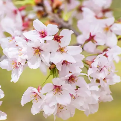 Сакура КОЙО НО МАЙ в Лиде