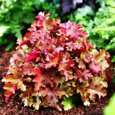 Гейхера МАРМЕЛАД в Лиде