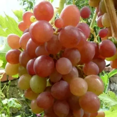 Виноград БЛЕСТЯЩИЙ в Лиде