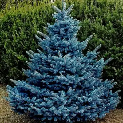 Ель МАДЖЕСТИК БЛЮ колючая в Лиде