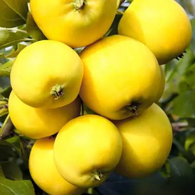 Яблоня УРАЛЬСКОЕ НАЛИВНОЕ в Лиде