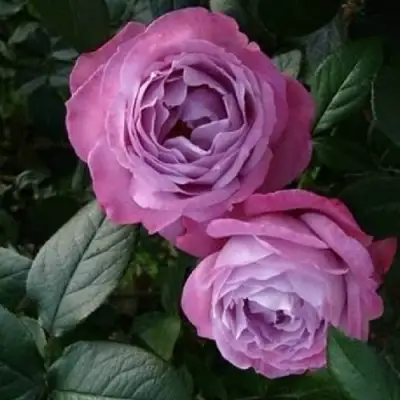 Роза АКВА чайно-гибридная в Лиде