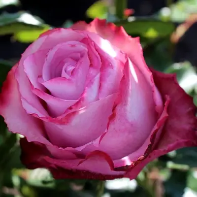 Роза ДИП ВОТЕР чайно-гибридная в Лиде