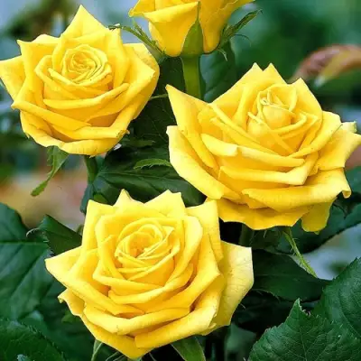 Роза ПАПИЛОН чайно-гибридная в Лиде