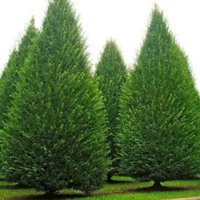 Граб  в Лиде