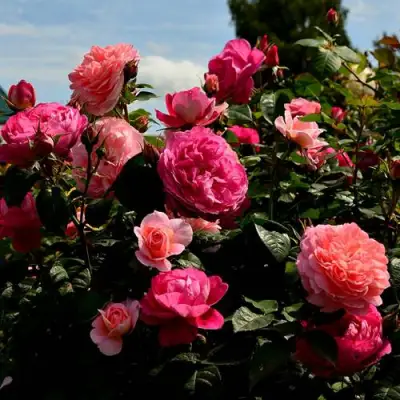 Роза ОЛЬГА шраб в Лиде