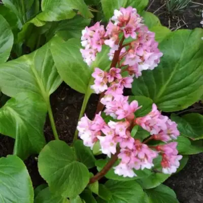 Бадан БЭБИ ДОЛЛ в Лиде