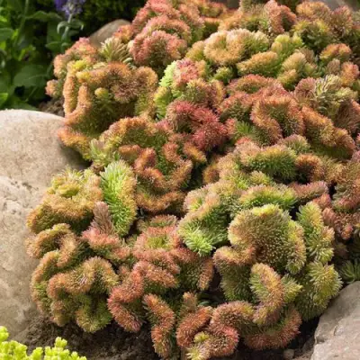 Очиток (седум) КРИСТАТУМ отогнутый в Лиде