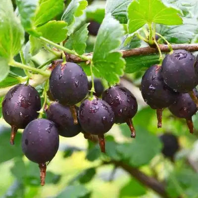 Крыжовник ЧЕЛЯБИНСКИЙ СЛАБОШИПОВАТЫЙ в Лиде