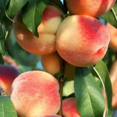 Персик ЛОЙКО 2 в Лиде